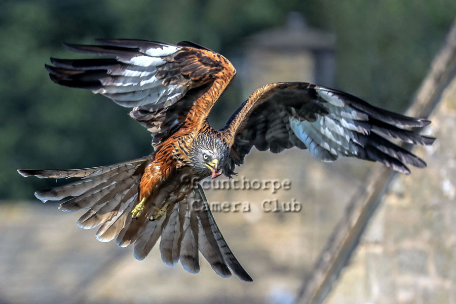 Red Kite Male